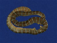 藏品(闊帶青斑海蛇)的圖片